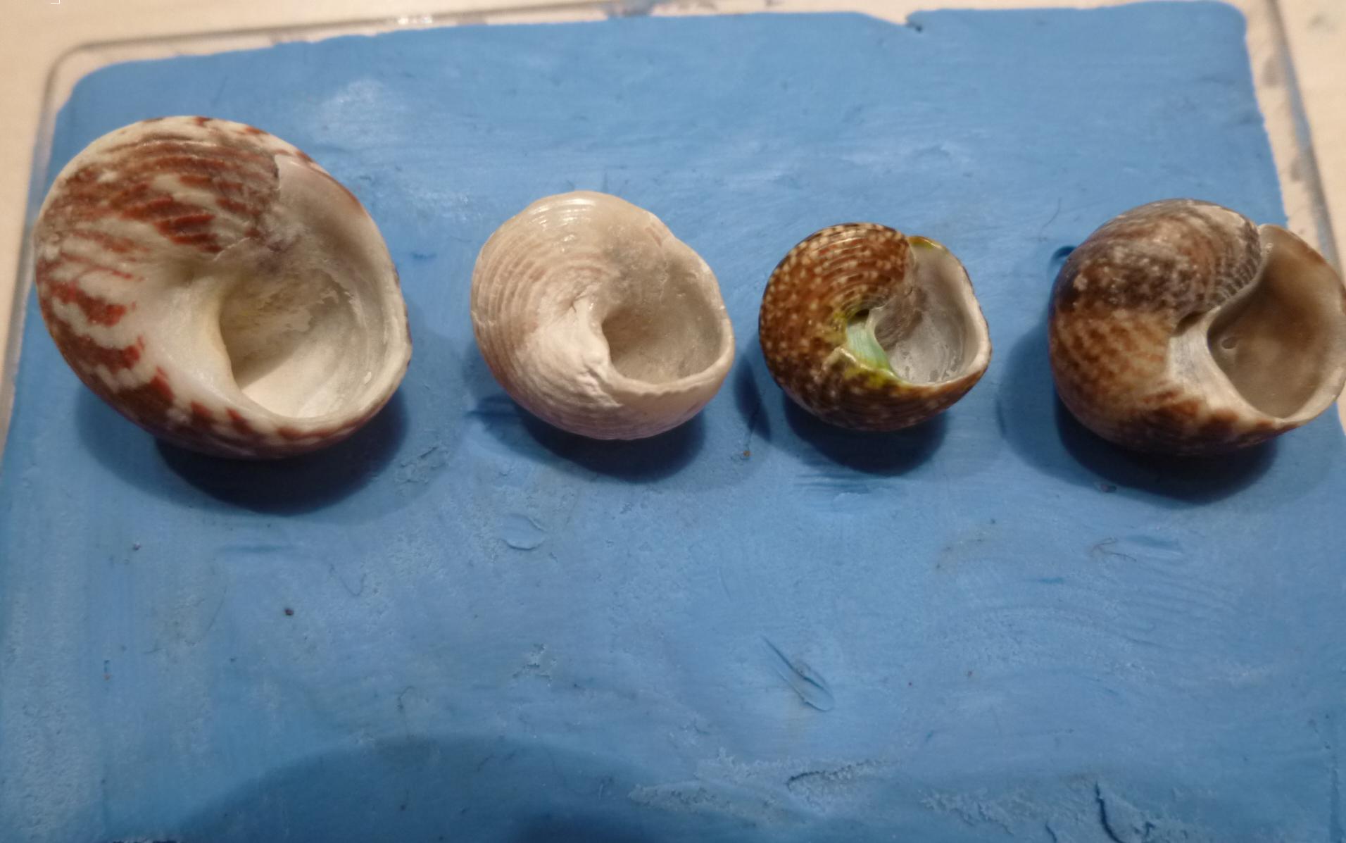 Gibbula da determinare