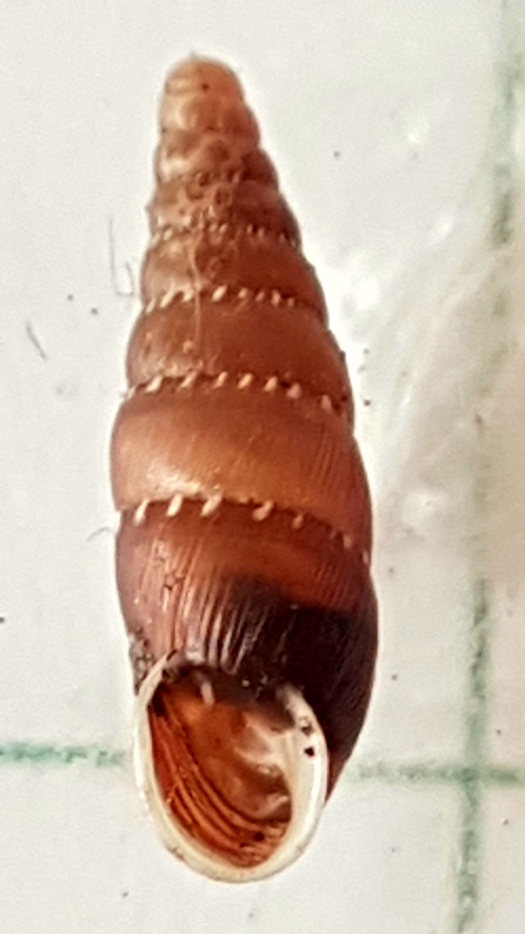 Clausilidae: siciliaria gibbula da confermare