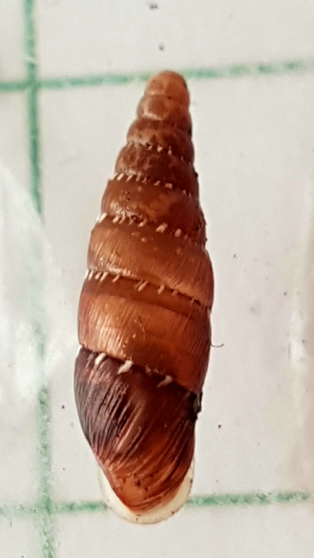 Clausilidae: siciliaria gibbula da confermare