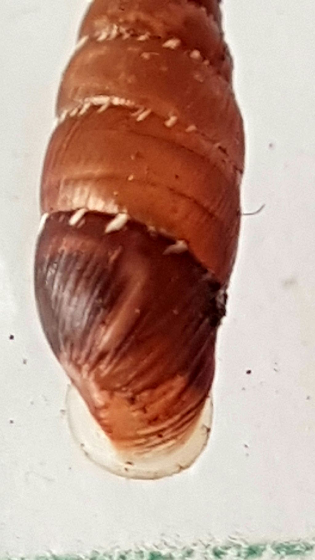 Clausilidae: siciliaria gibbula da confermare