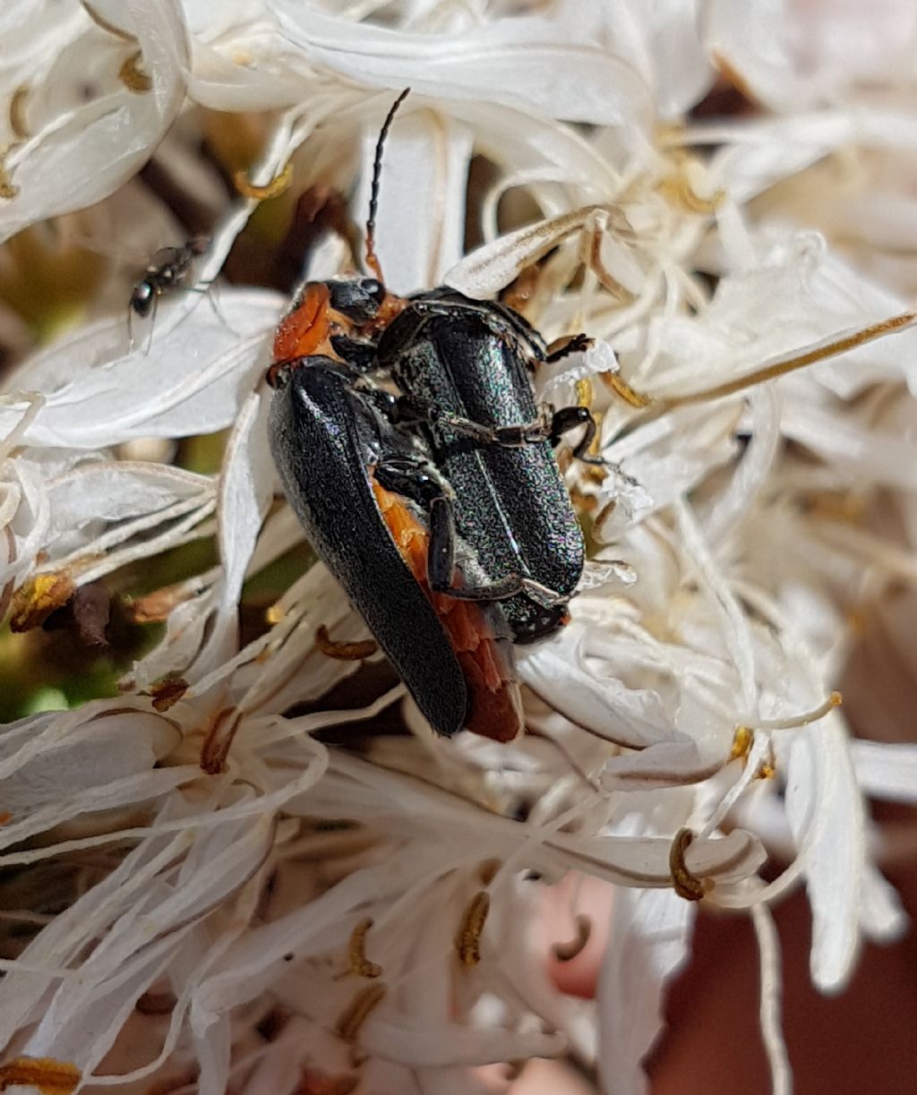 Cerambycidae? No, Cantharidae: cfr Cantharis sp.