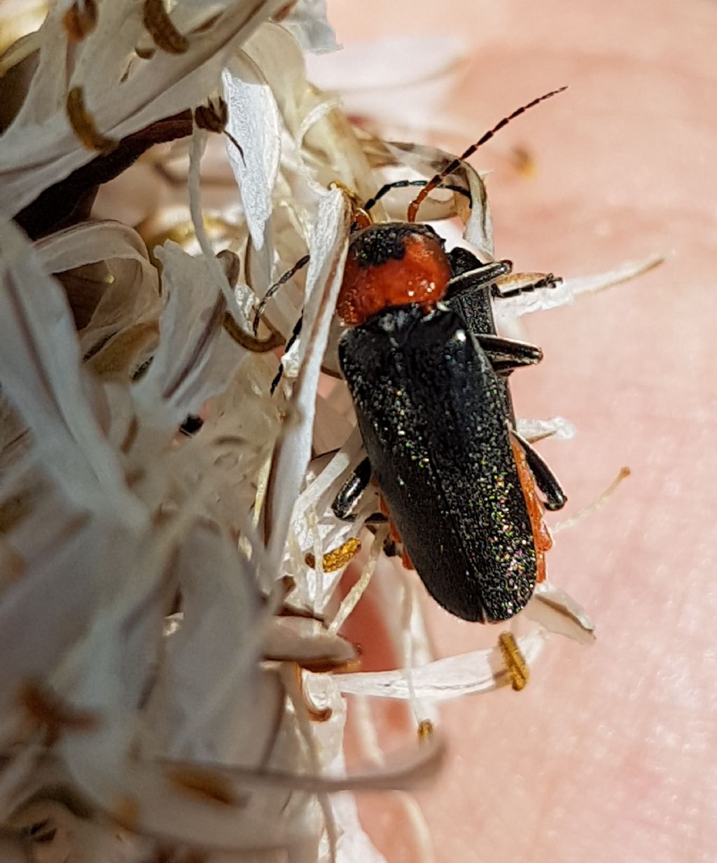 Cerambycidae? No, Cantharidae: cfr Cantharis sp.