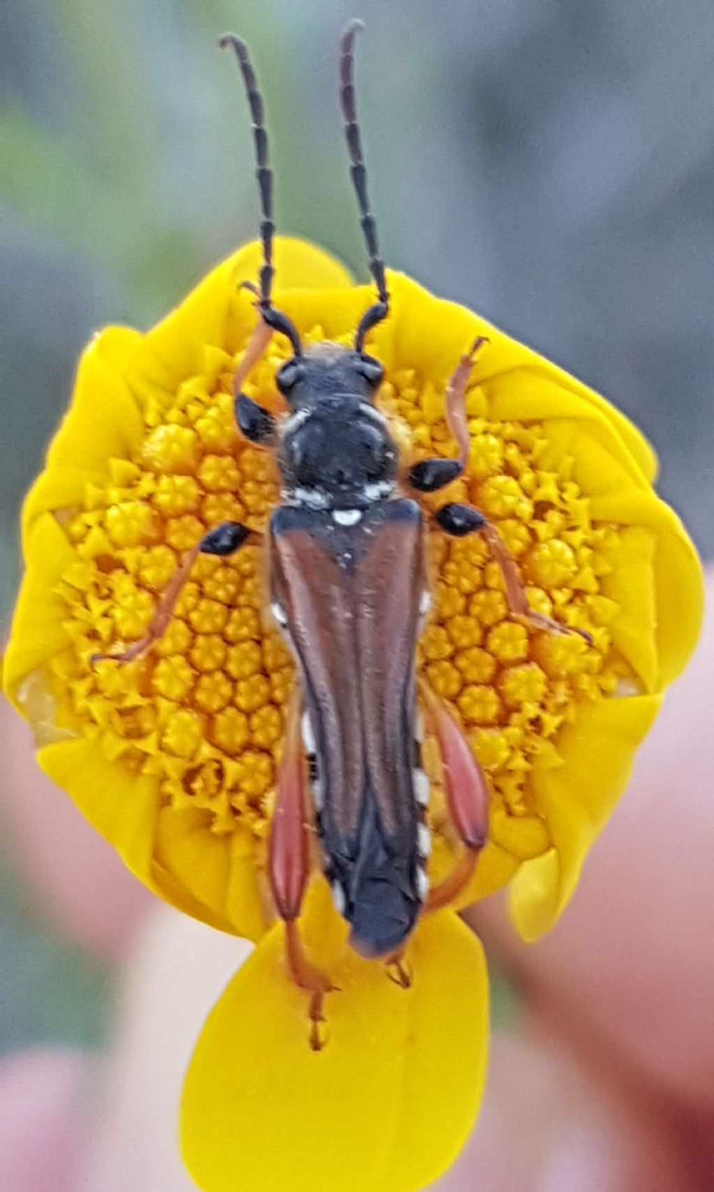 Cerambycidae: Stenopterus rufus rufus