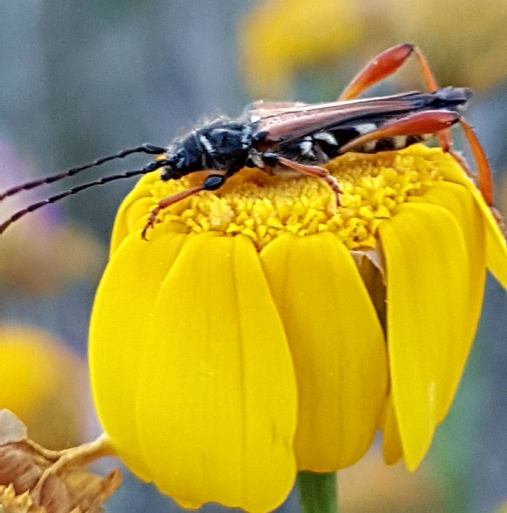 Cerambycidae: Stenopterus rufus rufus