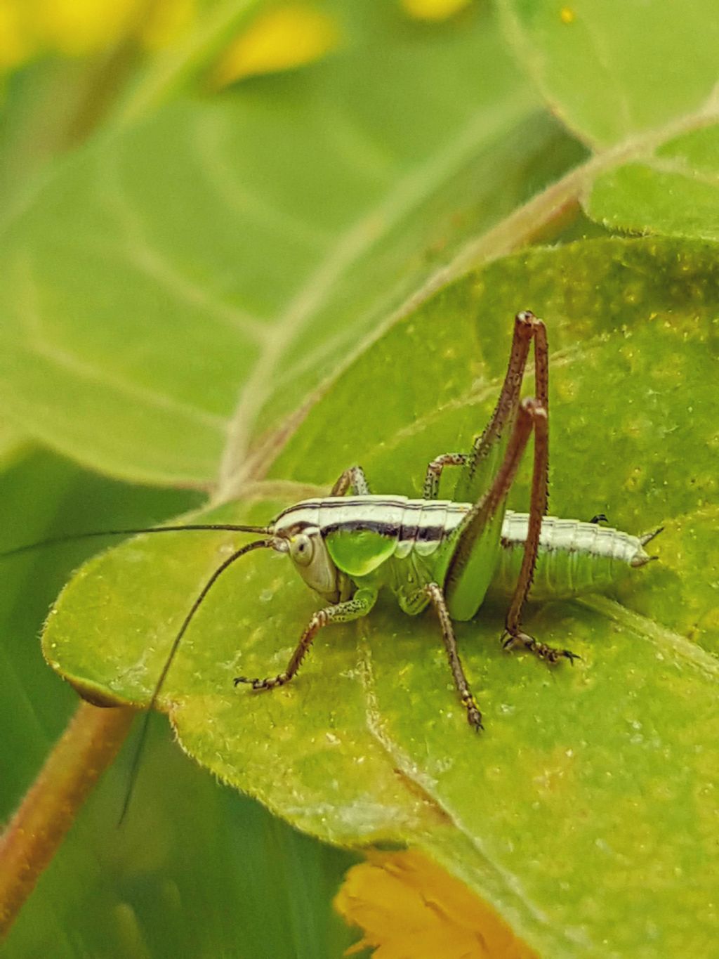 ortotteri da identificare