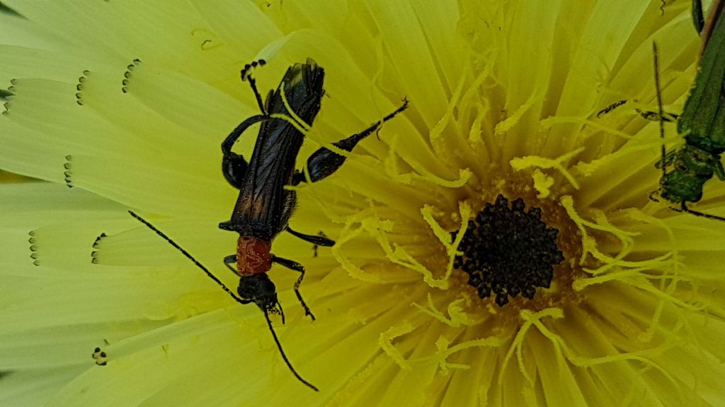 Oedemeridae: Oedemera melanopyga var. obscurior