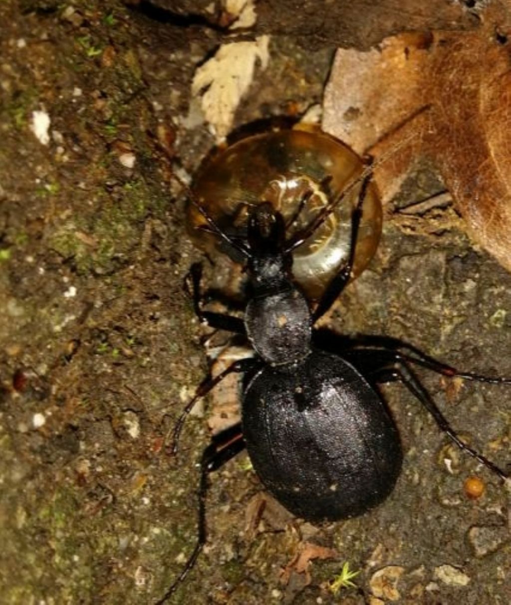 carabidae da identificare: Cychrus italicus