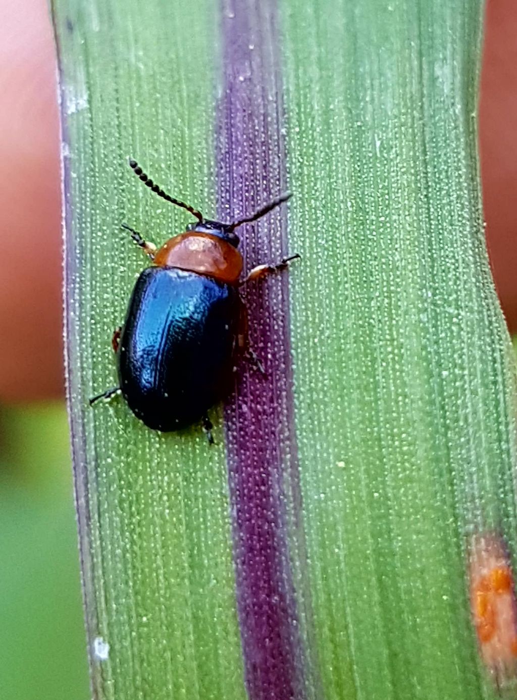 Chysomelidae: Gastrophysa polygoni