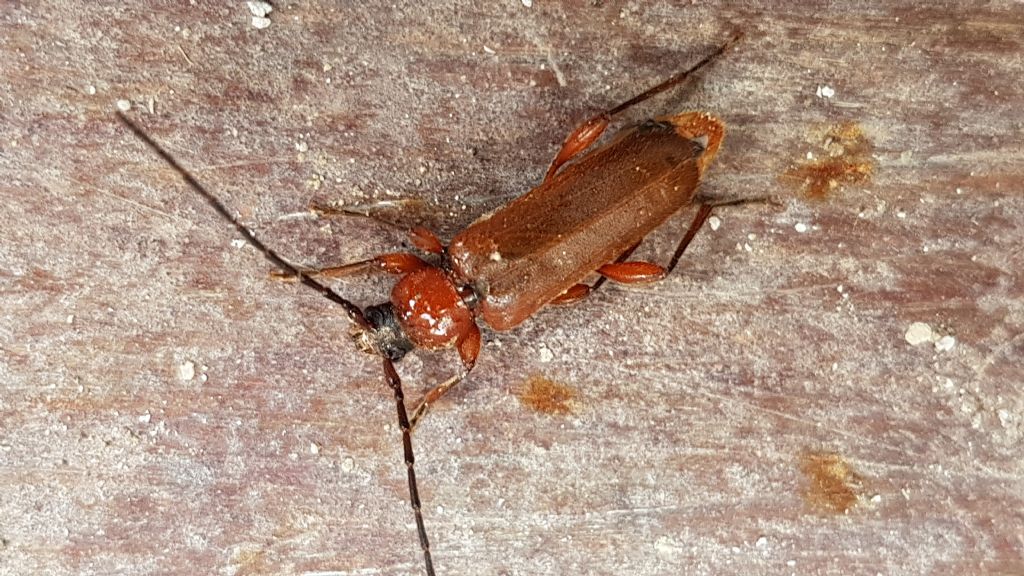 Cerambycidae da id.