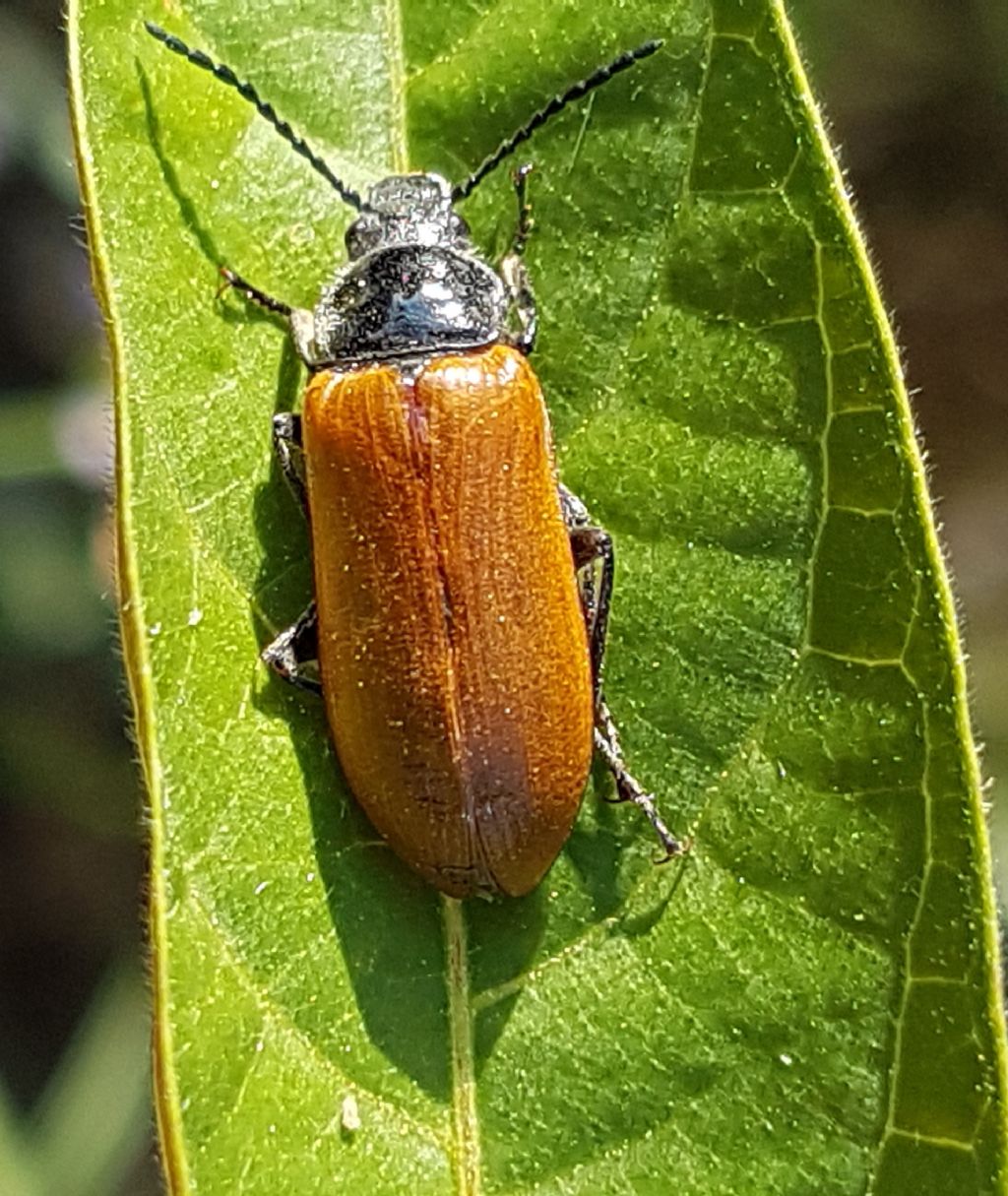 crisomelidae da id.: no Tenebrionidae Alleculinae gn. Omophlus