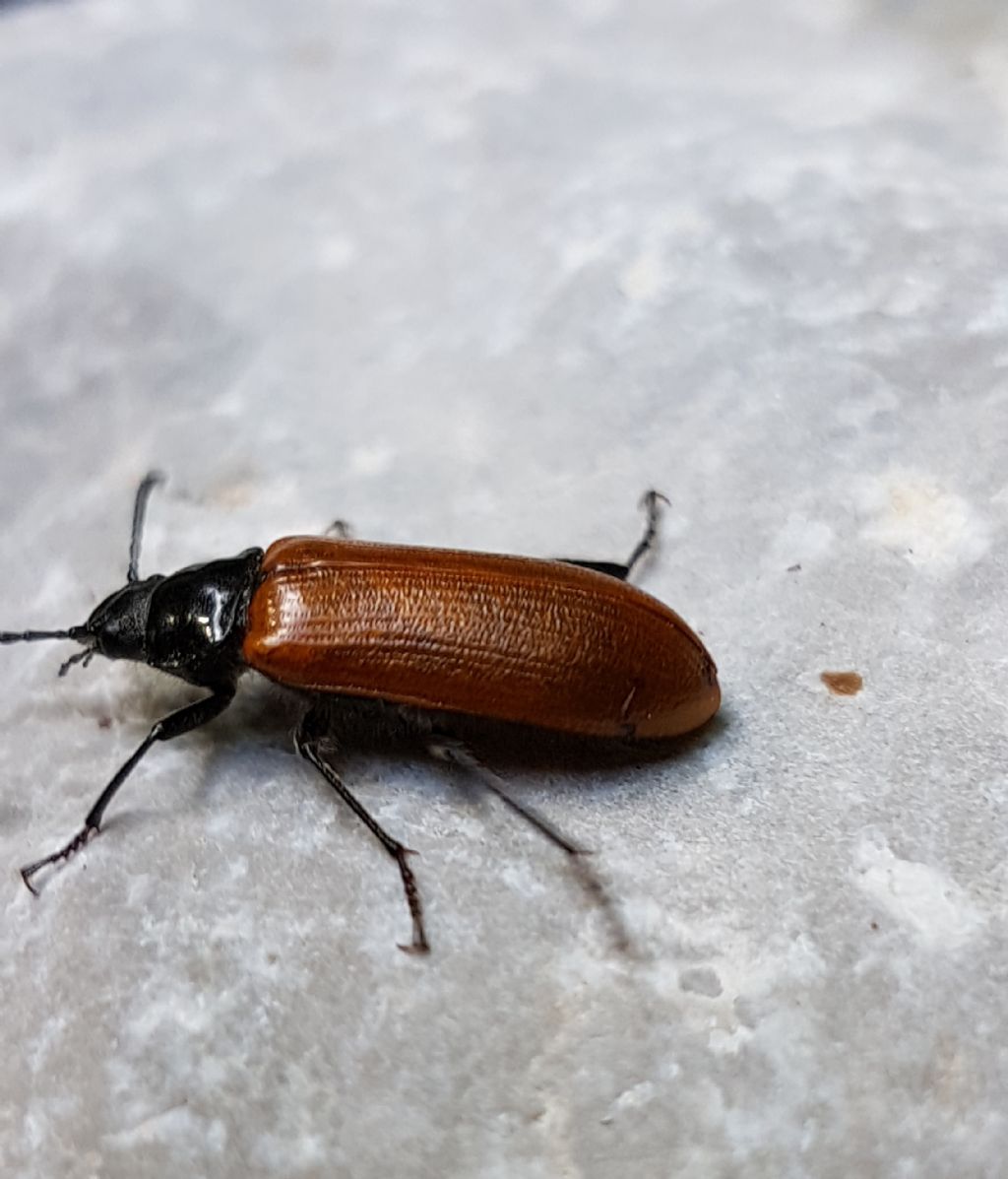 crisomelidae da id.: no Tenebrionidae Alleculinae gn. Omophlus