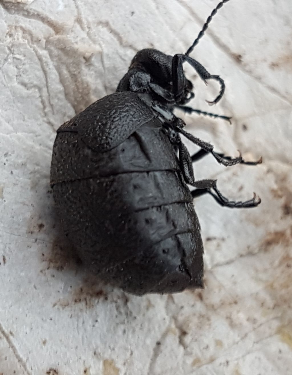 Meloidae: Meloe (Eurymeloe) sp.