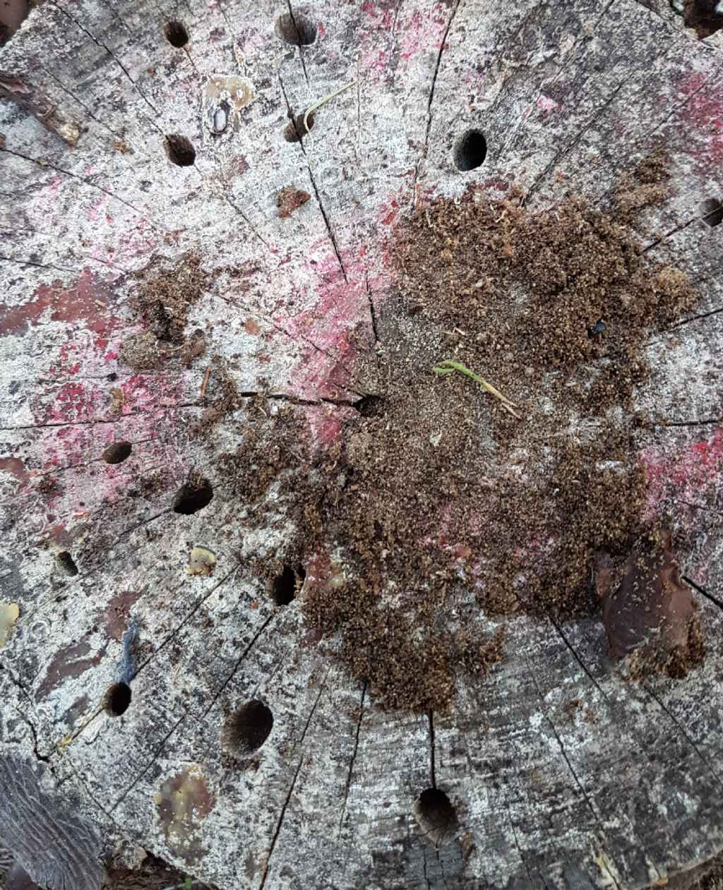 primo buprestidae dell 2018:   Capndodis cariosa