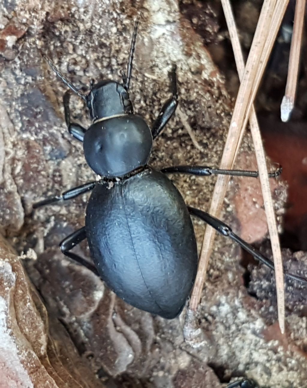 Tentyria? S, T. grossa ssp.grossa, Tenebrionidae