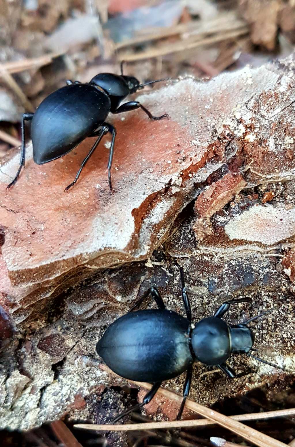 Tentyria? S, T. grossa ssp.grossa, Tenebrionidae