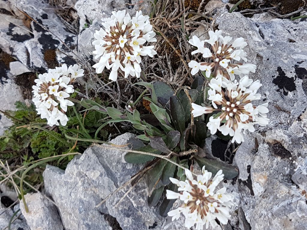Noccaea praecox (=Thlaspi praecox) / Erba storna montanina