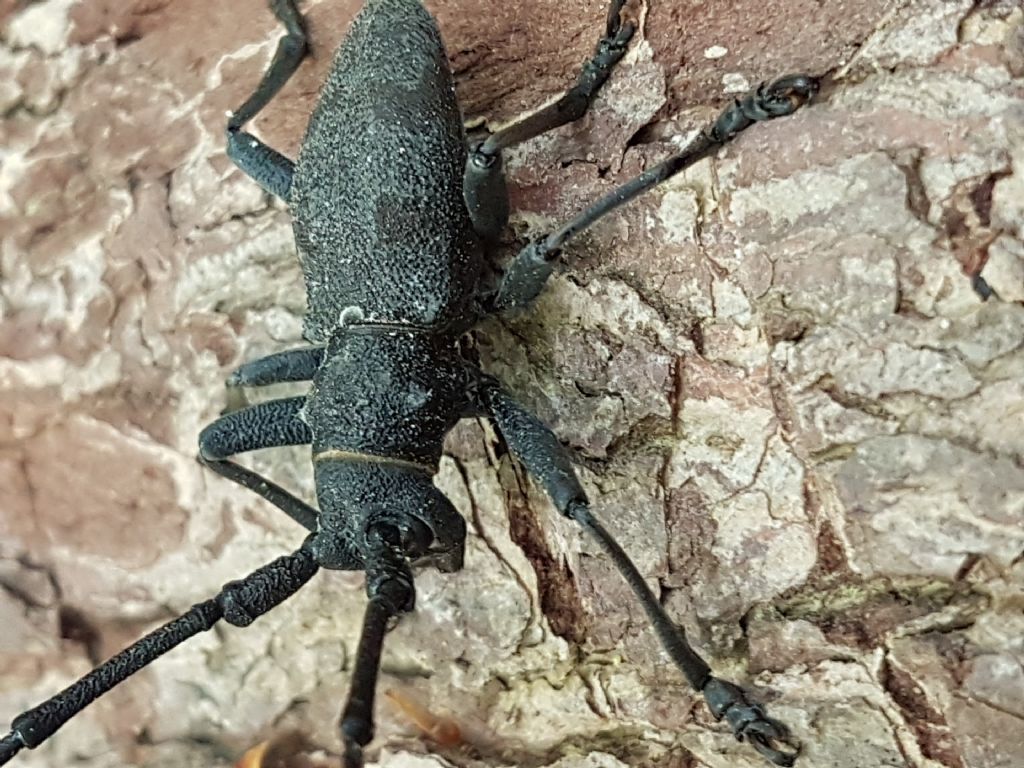 Morimus asper?  S�, maschio