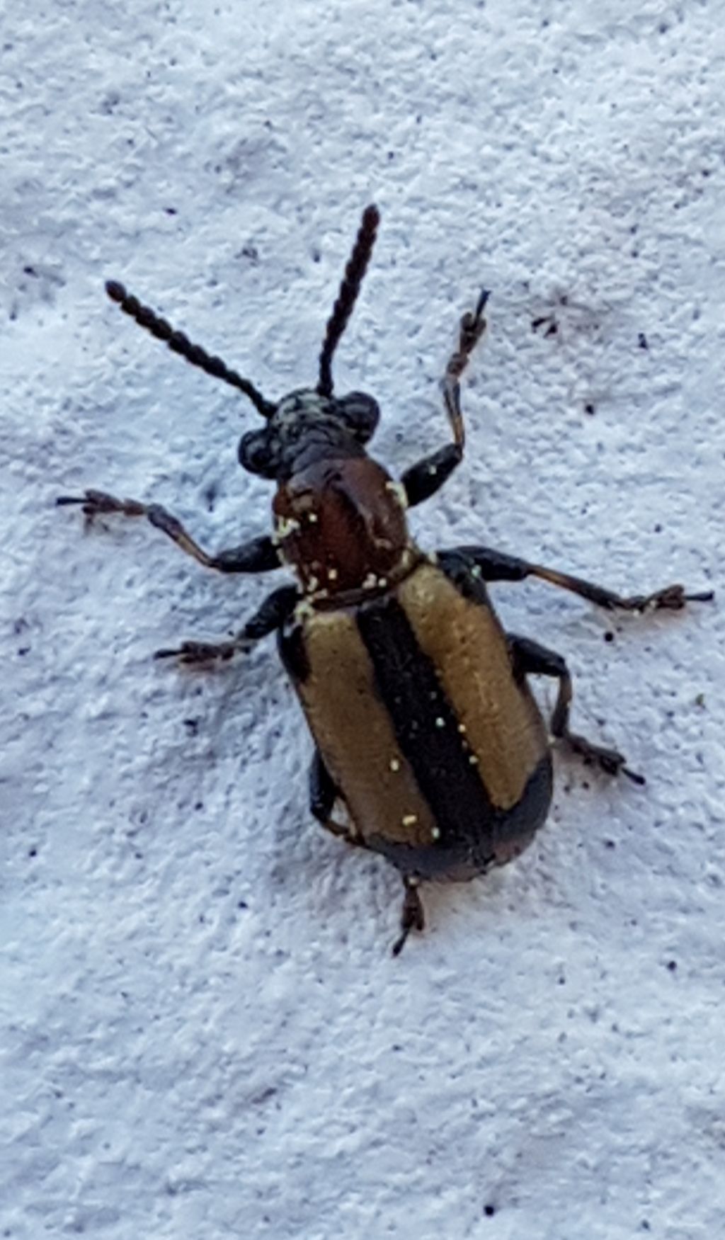 Chrysomelidae: Crioceris paracenthesis
