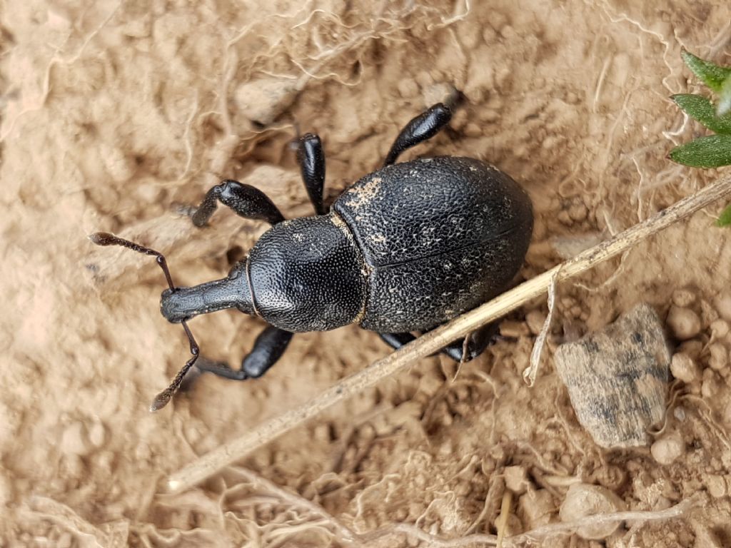 apionidae da id: no, Curculionidae...