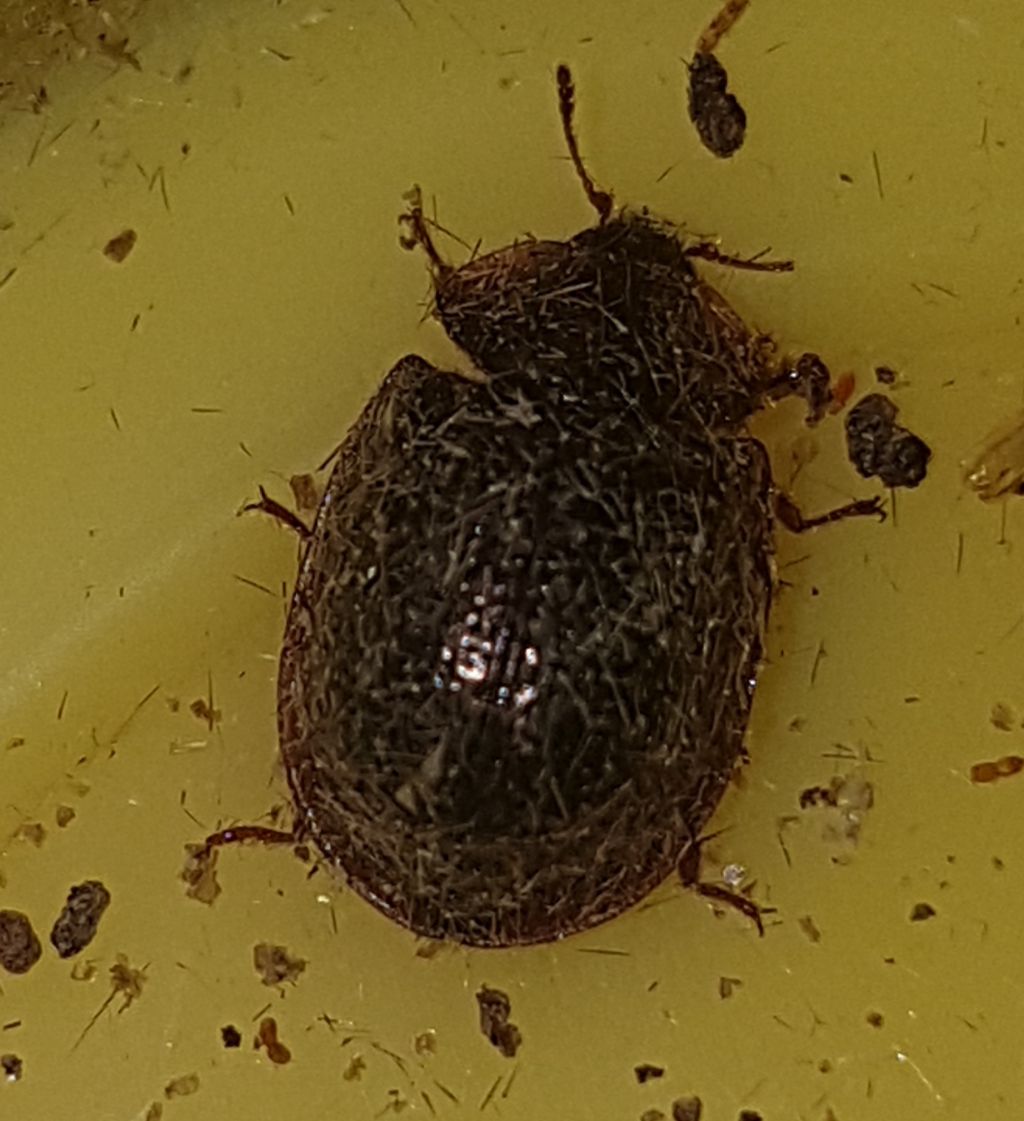 Trogossitidae:  Thymalus limbatus