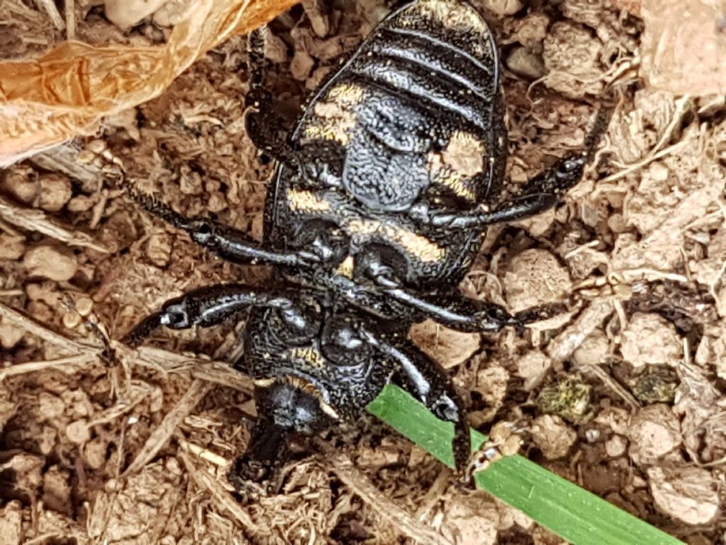 apionidae da id: no, Curculionidae...