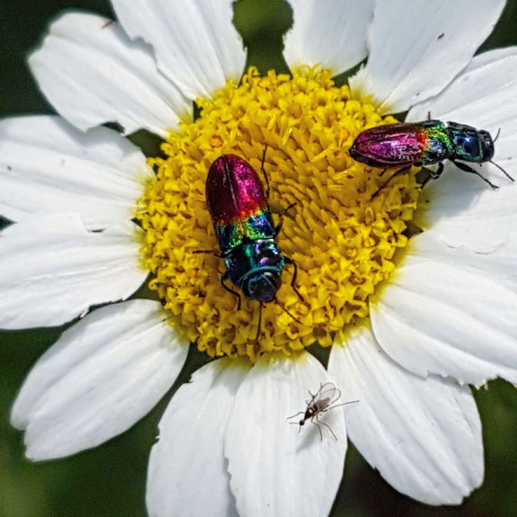 Buprestidae da idenificare:  Anthaxia dimidiata