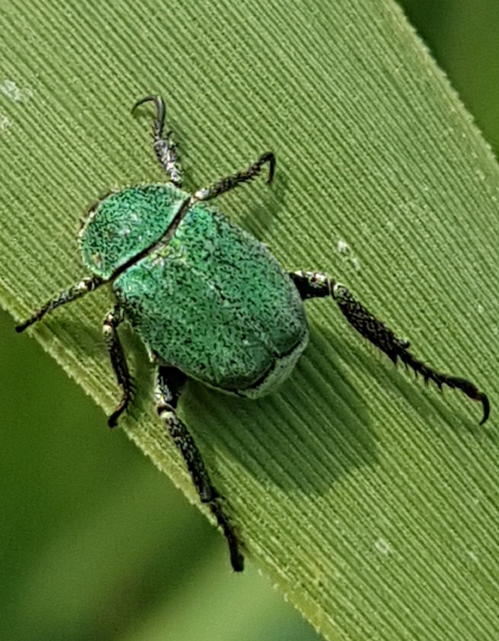 Hoplia minuta (Rutelidae)