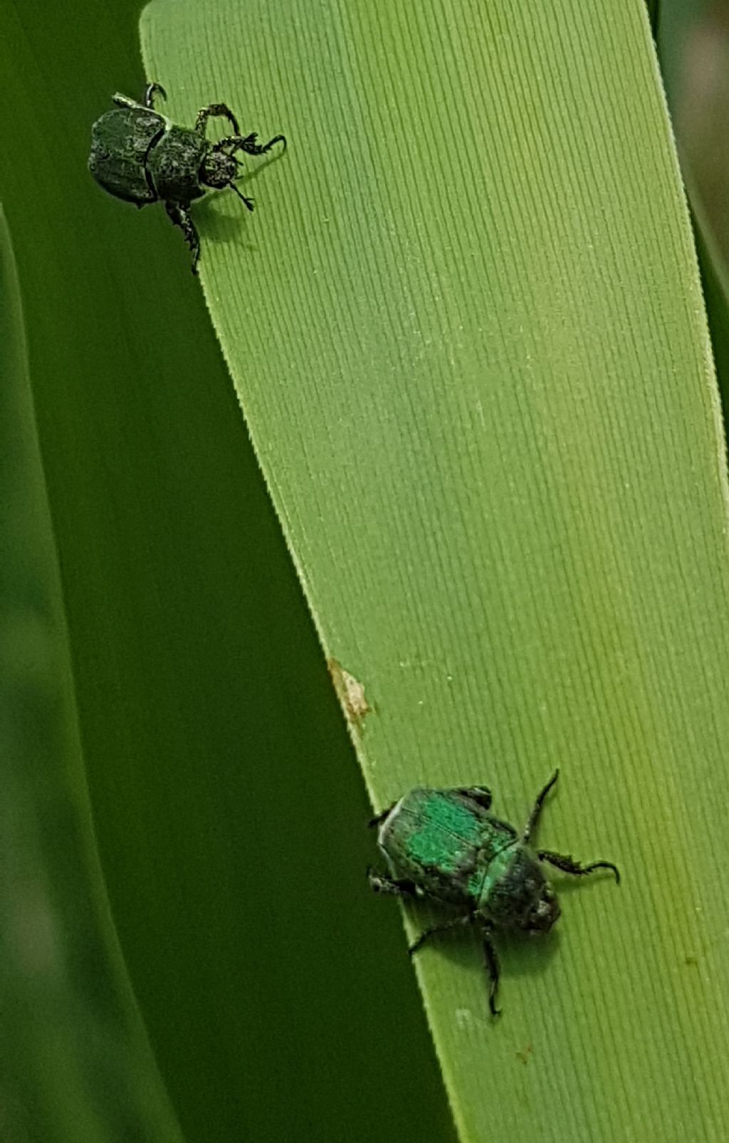 Hoplia minuta (Rutelidae)