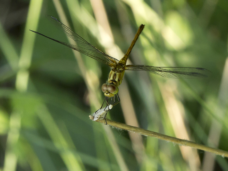 Sympetrum striolatum