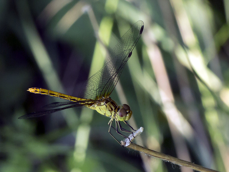 Sympetrum striolatum