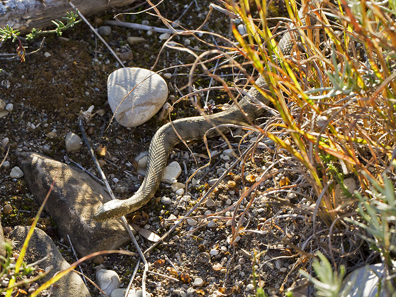 Natrix tessellata