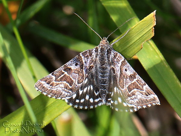 Euclidia mi  (Erebidae)