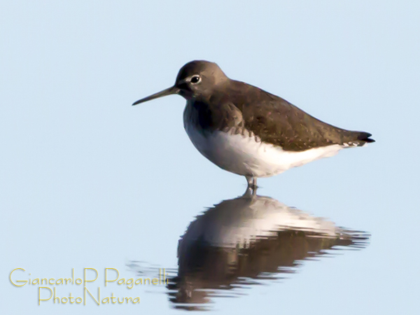 Piro-piro da identificare: Piro piro culbianco (Tringa ochropus)