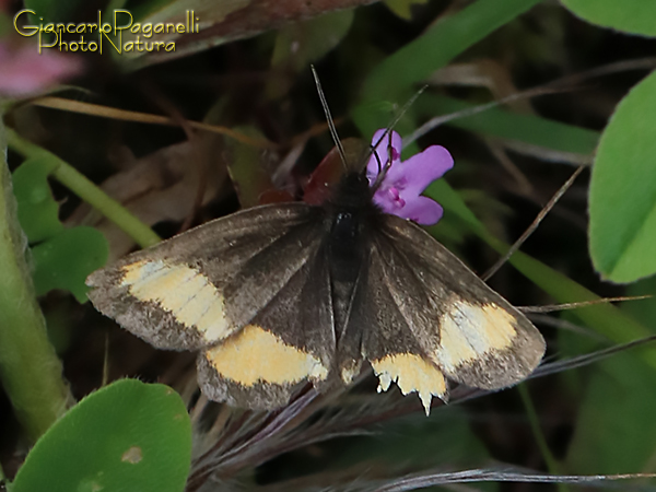 Psodos quadrifaria, Geometridae