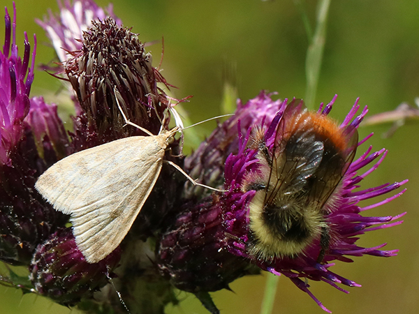 Falena da identificare 2