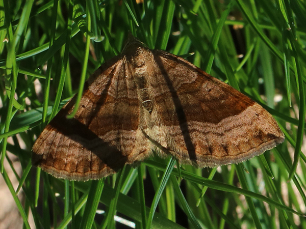 Falena da identificare 3