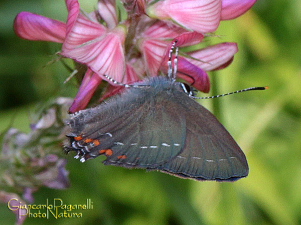 Satyrium ilicis - Lycaenidae