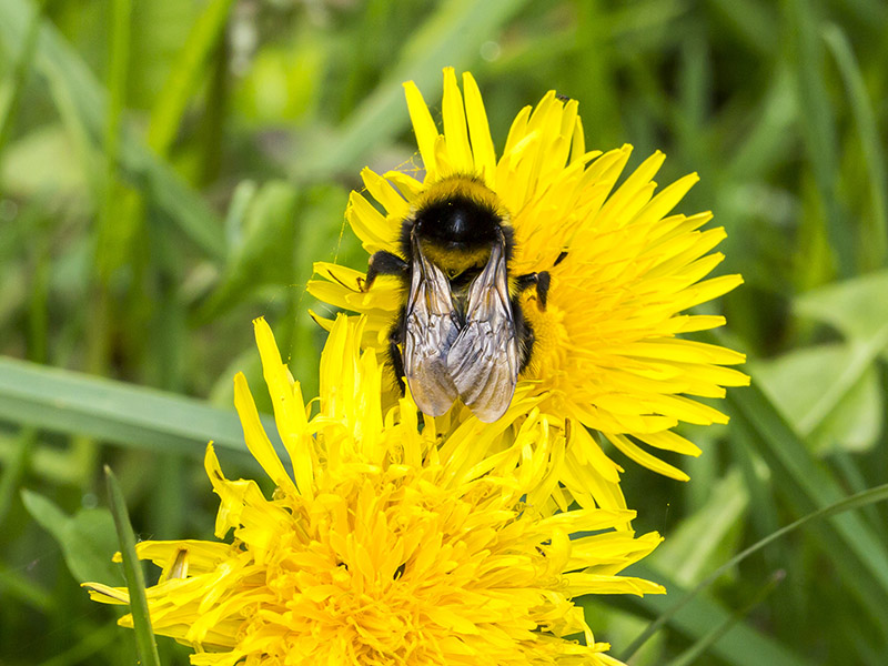 Bombus hortorum