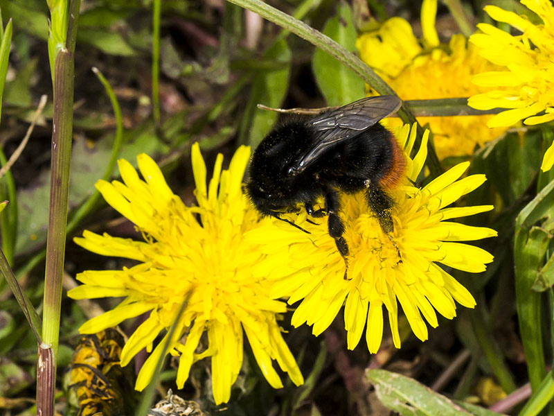 Bombus lapidarius