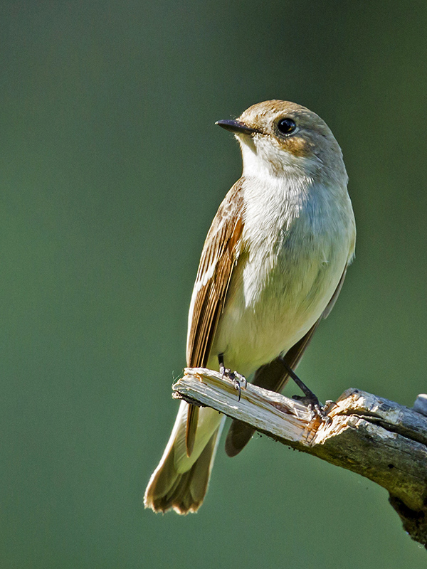 Pigliamosche?  No, Balia nera (Ficedula hypoleuca)