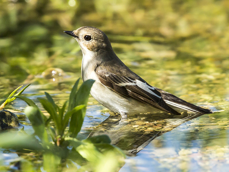 Pigliamosche?  No, Balia nera (Ficedula hypoleuca)