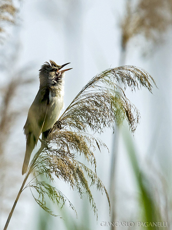 Cannaiola o Cannareccione?  Cannareccione (Acrocephalus arundinaceus)