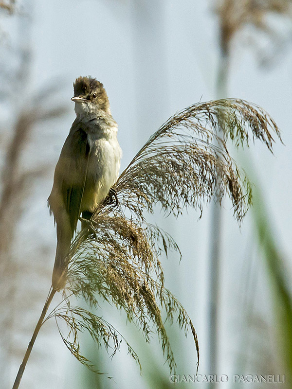 Cannaiola o Cannareccione?  Cannareccione (Acrocephalus arundinaceus)