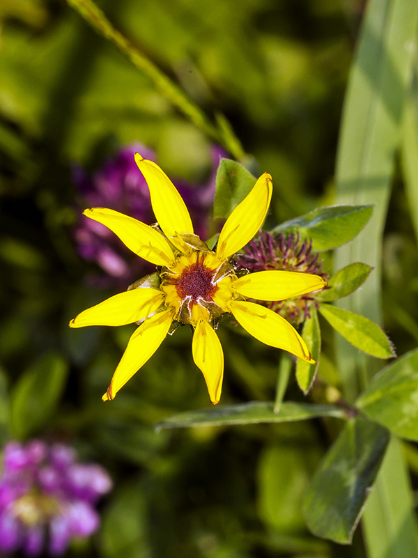 Fiore da determinare: Asteracea