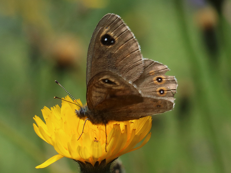 Erebia  o Lasiommata sp.?  Lasiommata maera (Nymphalidae)