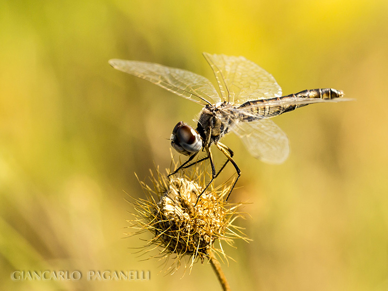 Selysiothemis nigra