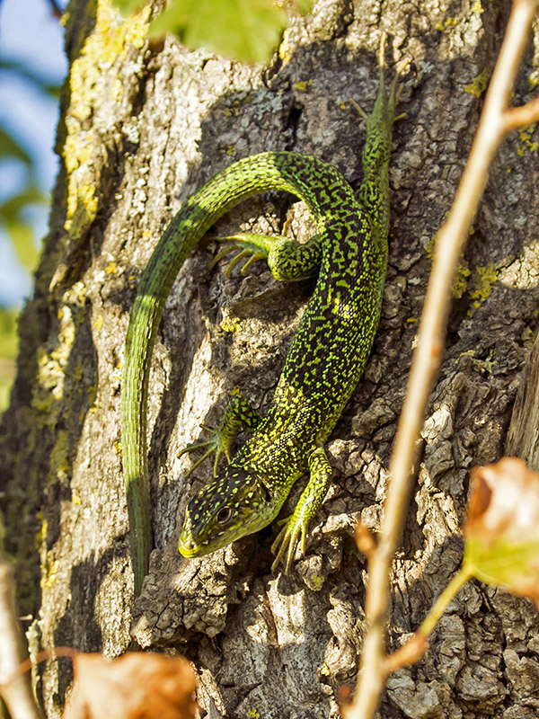 Lacerta bilineata