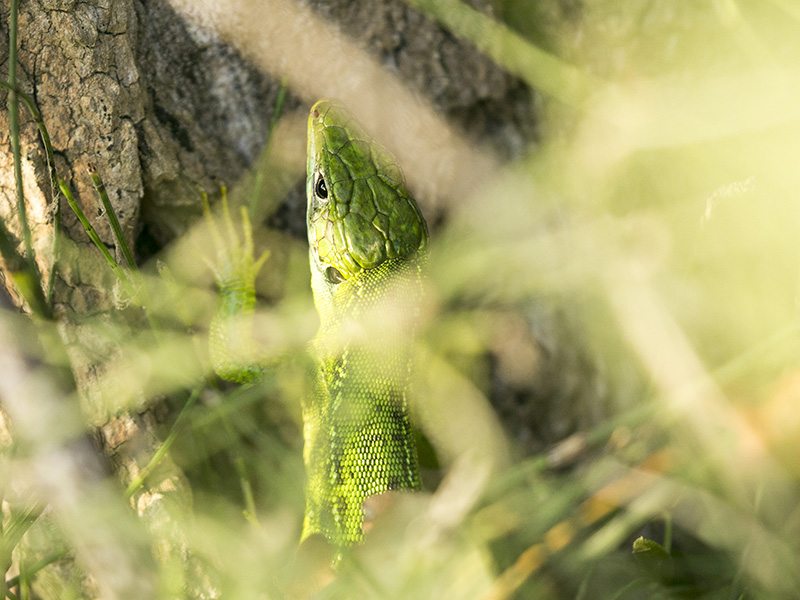 Lacerta viridis ?   No, Lacerta bilineata, femmina