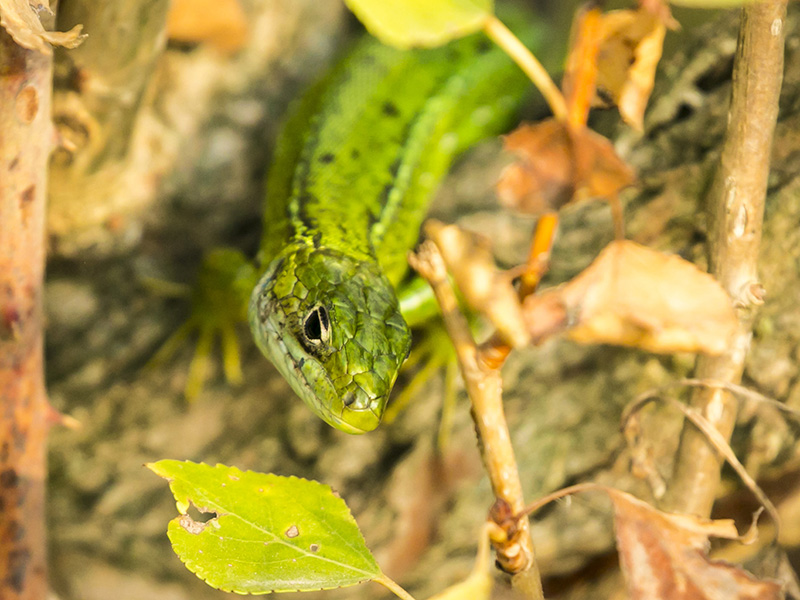 Lacerta viridis ?   No, Lacerta bilineata, femmina