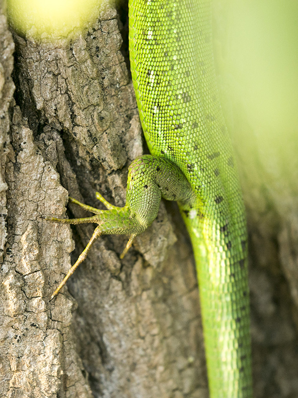 Lacerta viridis ?   No, Lacerta bilineata, femmina